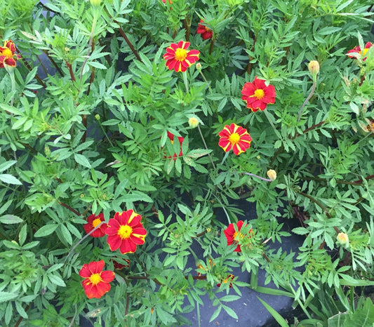 Marigold 'Pinwheel' - Organic - Greta's Family Gardens