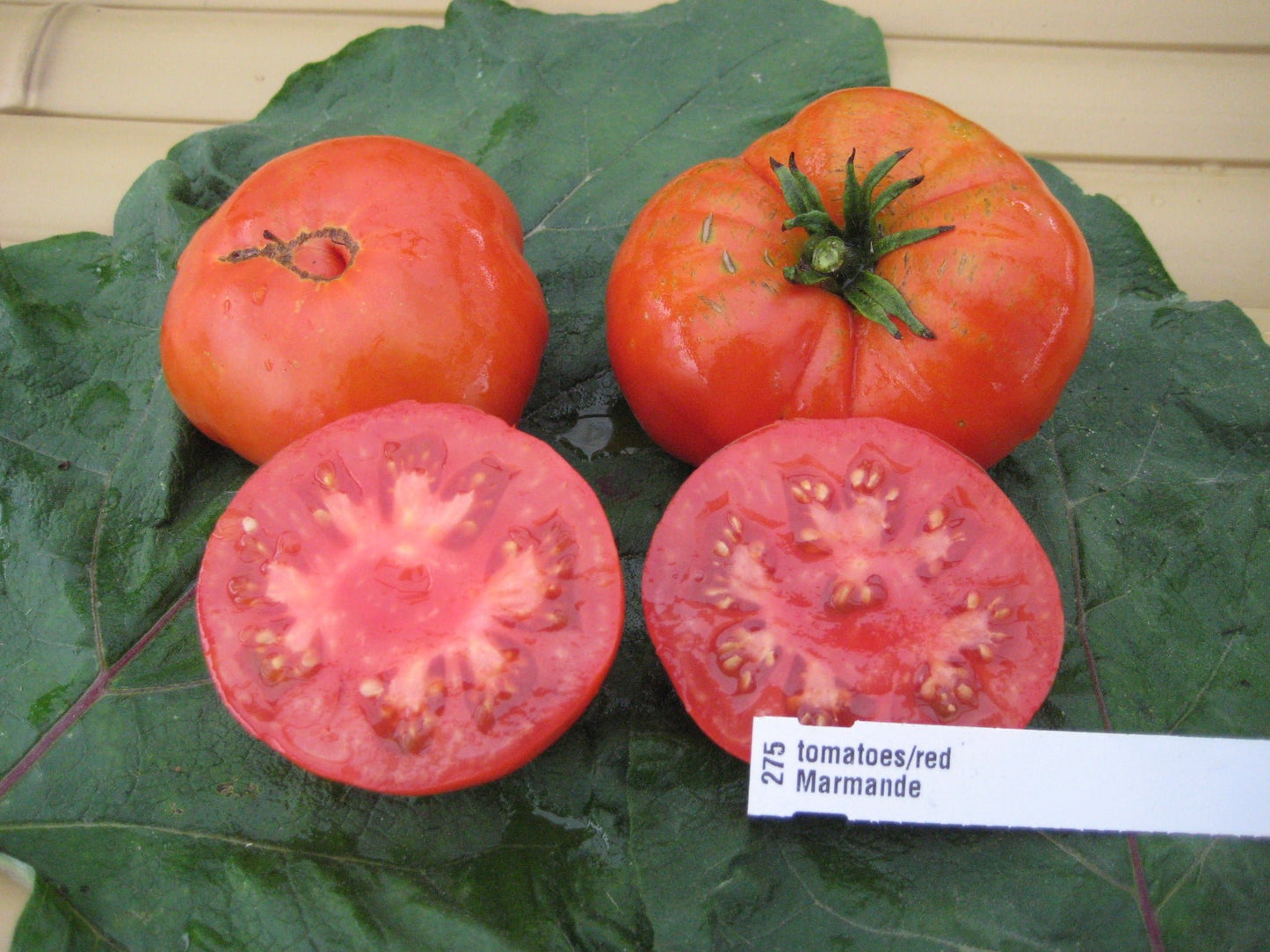 Marmande Tomato - Organic - Greta's Family Gardens