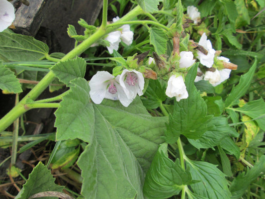 Marshmallow - Organic - Greta's Family Gardens