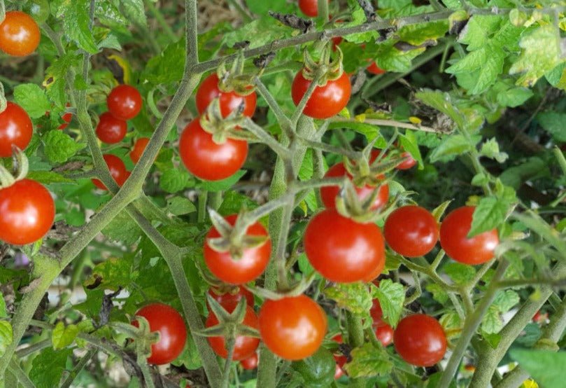 Matt's Wild Cherry Tomato - Organic - Greta's Family Gardens