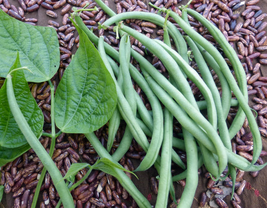 Maxibel Beans - Organic - Greta's Family Gardens