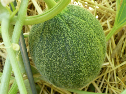 Melon Kazakh - Organic - Greta's Family Gardens