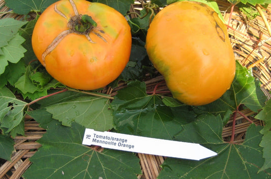 Mennonite Orange Tomato - Organic - Greta's Family Gardens