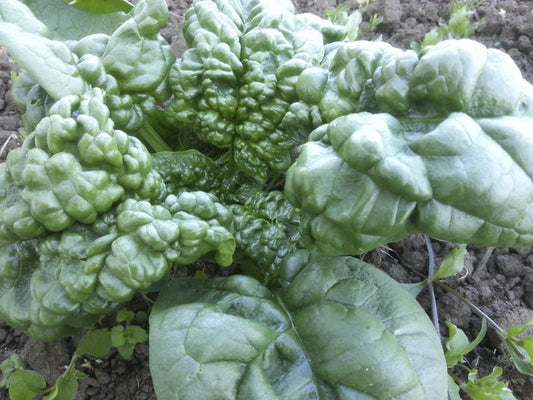 Merlo Nero Spinach - Organic - Greta's Family Gardens