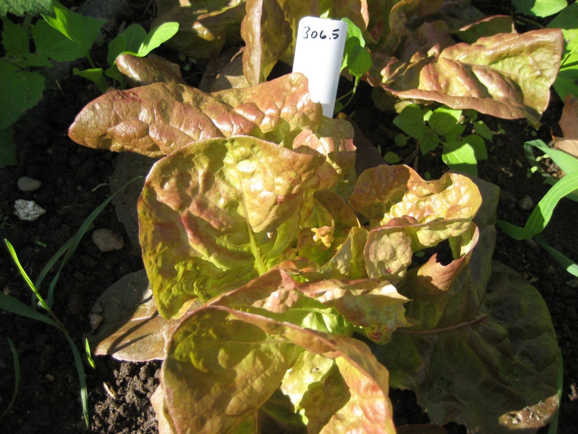 Merveille des Quatres Saisons Lettuce - Greta's Family Gardens