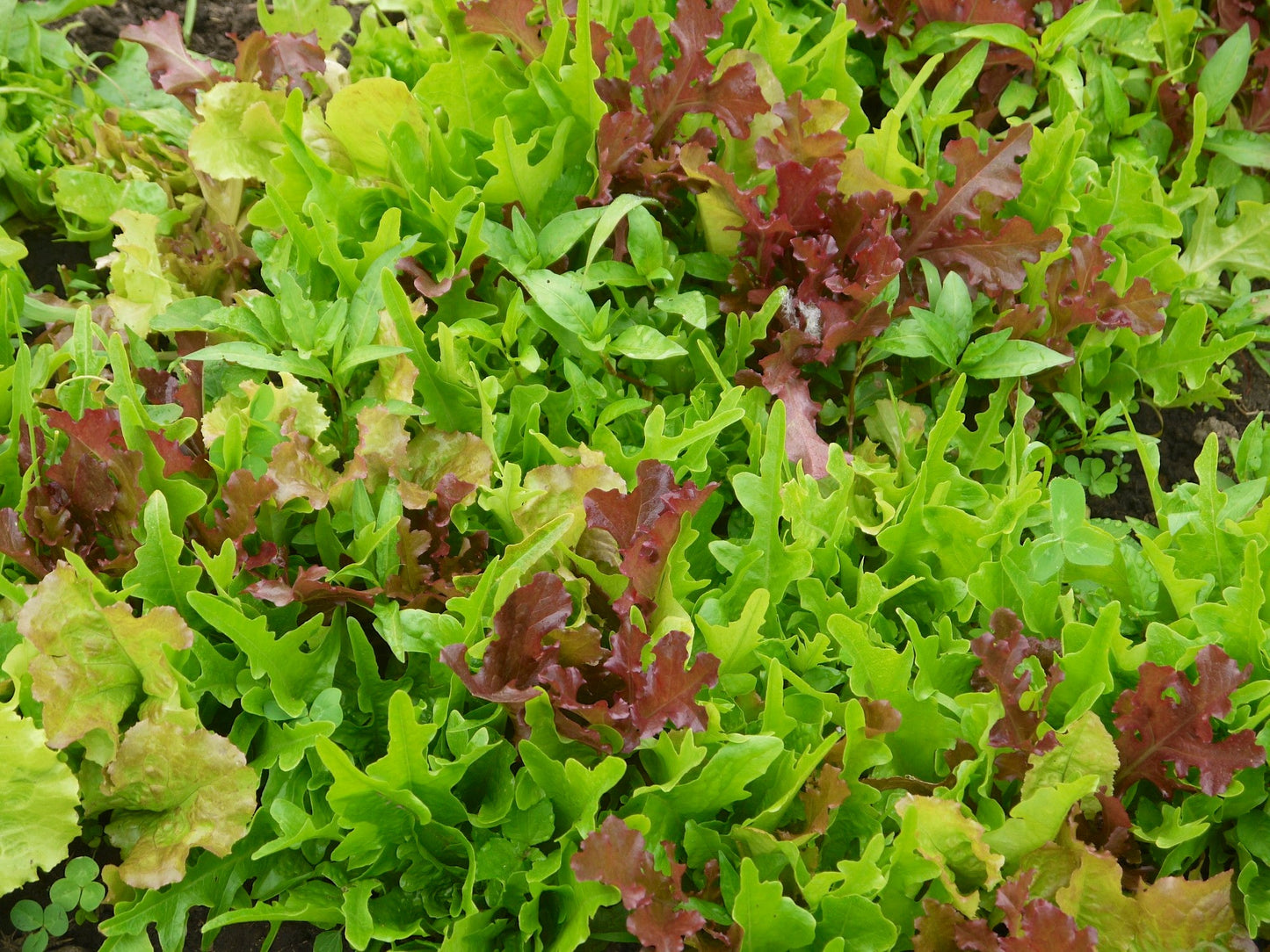 Mesclun Mix - Organic - Greta's Family Gardens