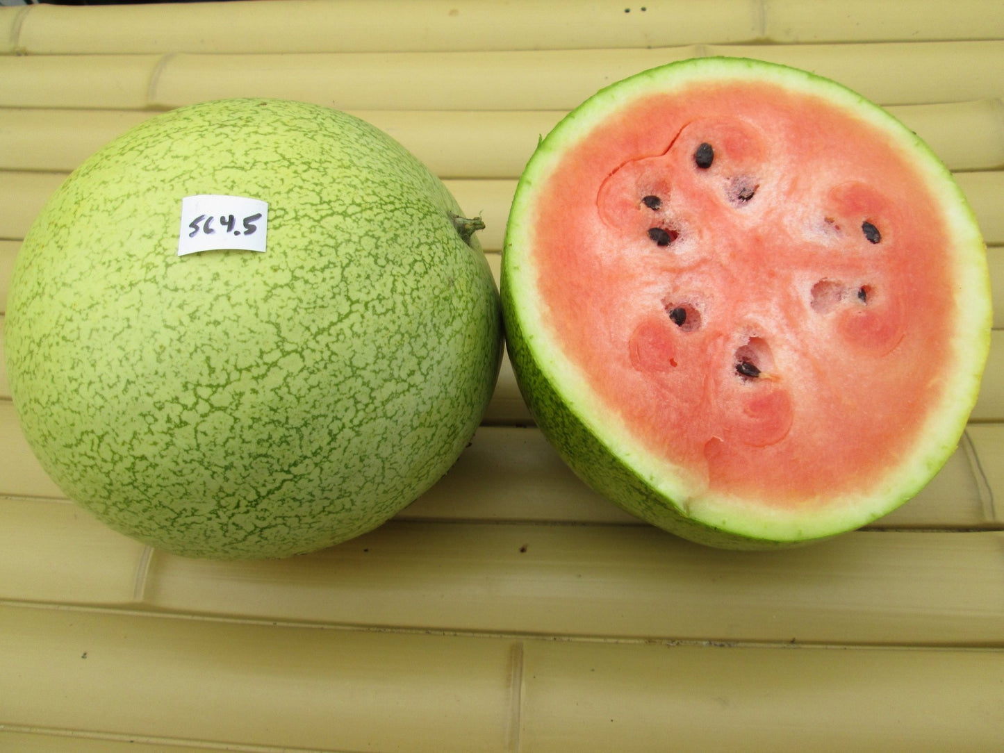 Micky Lee Watermelon - Greta's Family Gardens