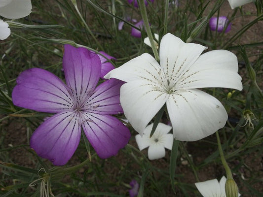 Milas Queen Mix - Organic - Greta's Family Gardens