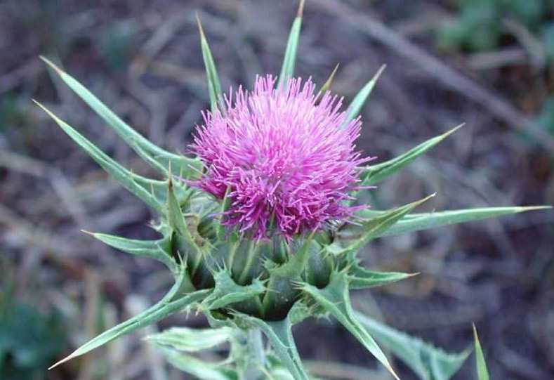 Milk Thistle - Greta's Family Gardens