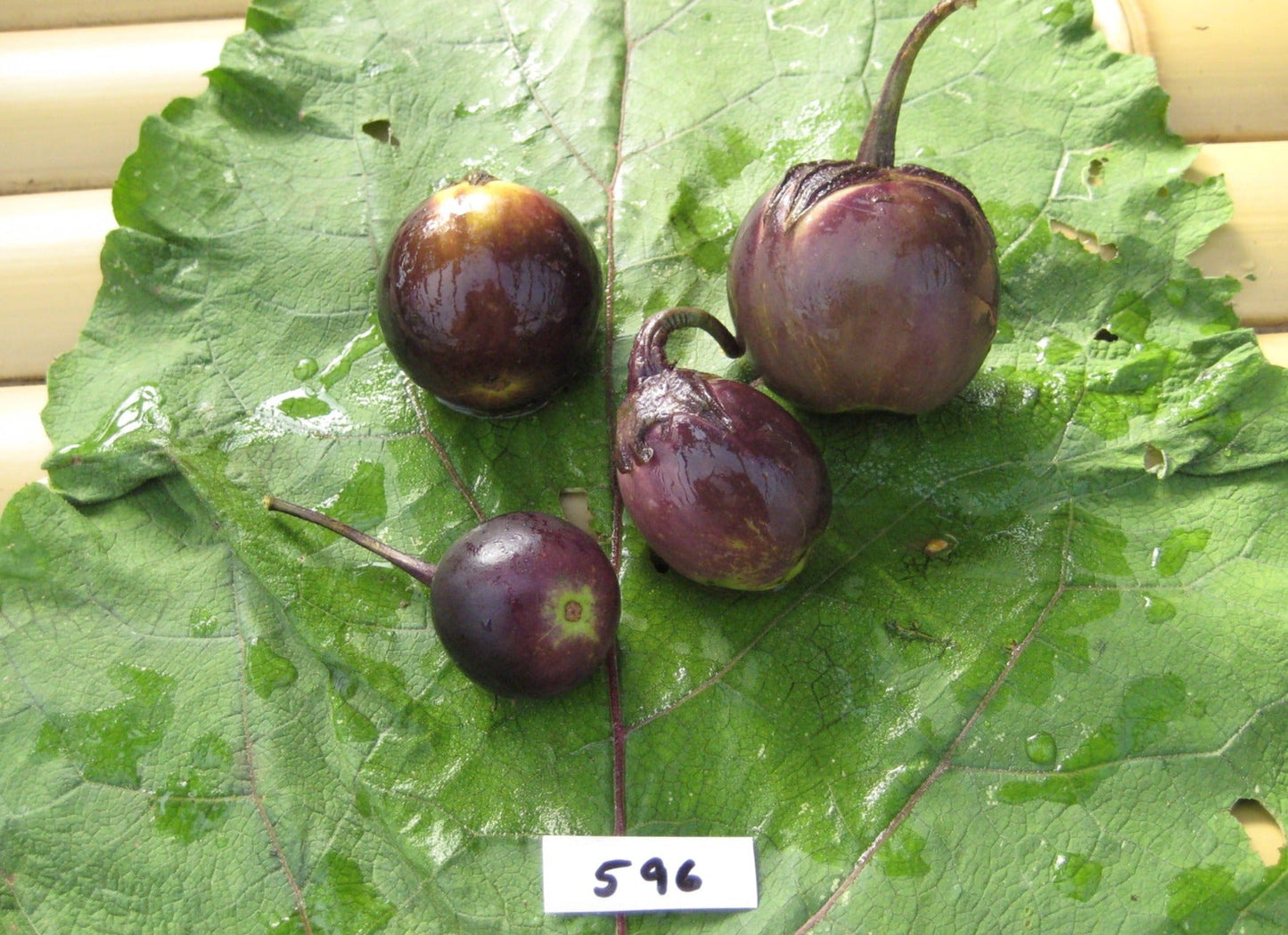 Mini Bambino Eggplant - Organic - Greta's Family Gardens