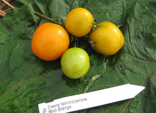 Mini Orange Tomato - Organic - Greta's Family Gardens