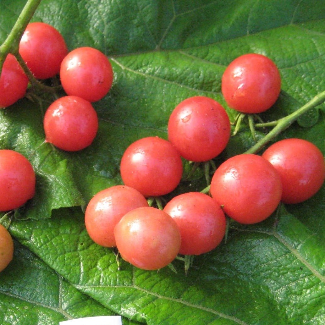 Mini Rose Tomato - Organic - Greta's Family Gardens