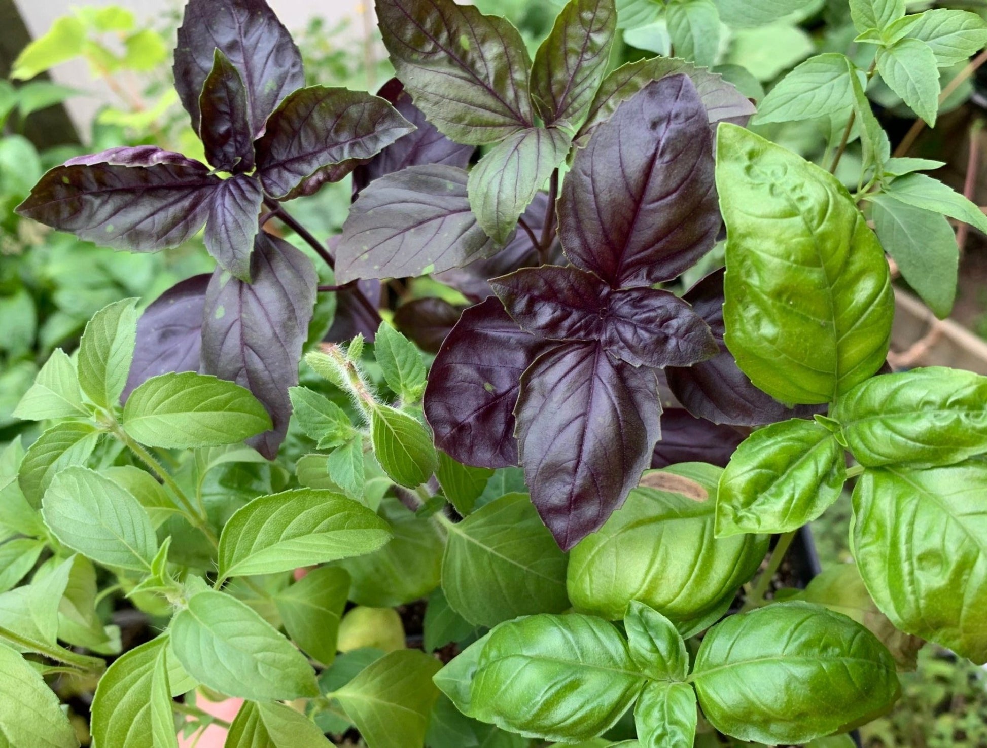 Mix Basil - Organic - Greta's Family Gardens