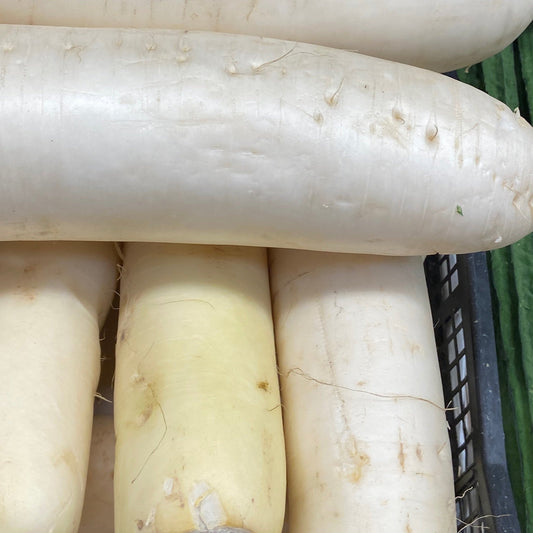 Miyashige White Daikon Radish - Greta's Family Gardens