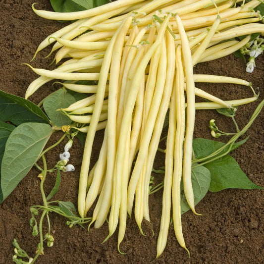 Monte Gusto Pole beans - Greta's Family Gardens