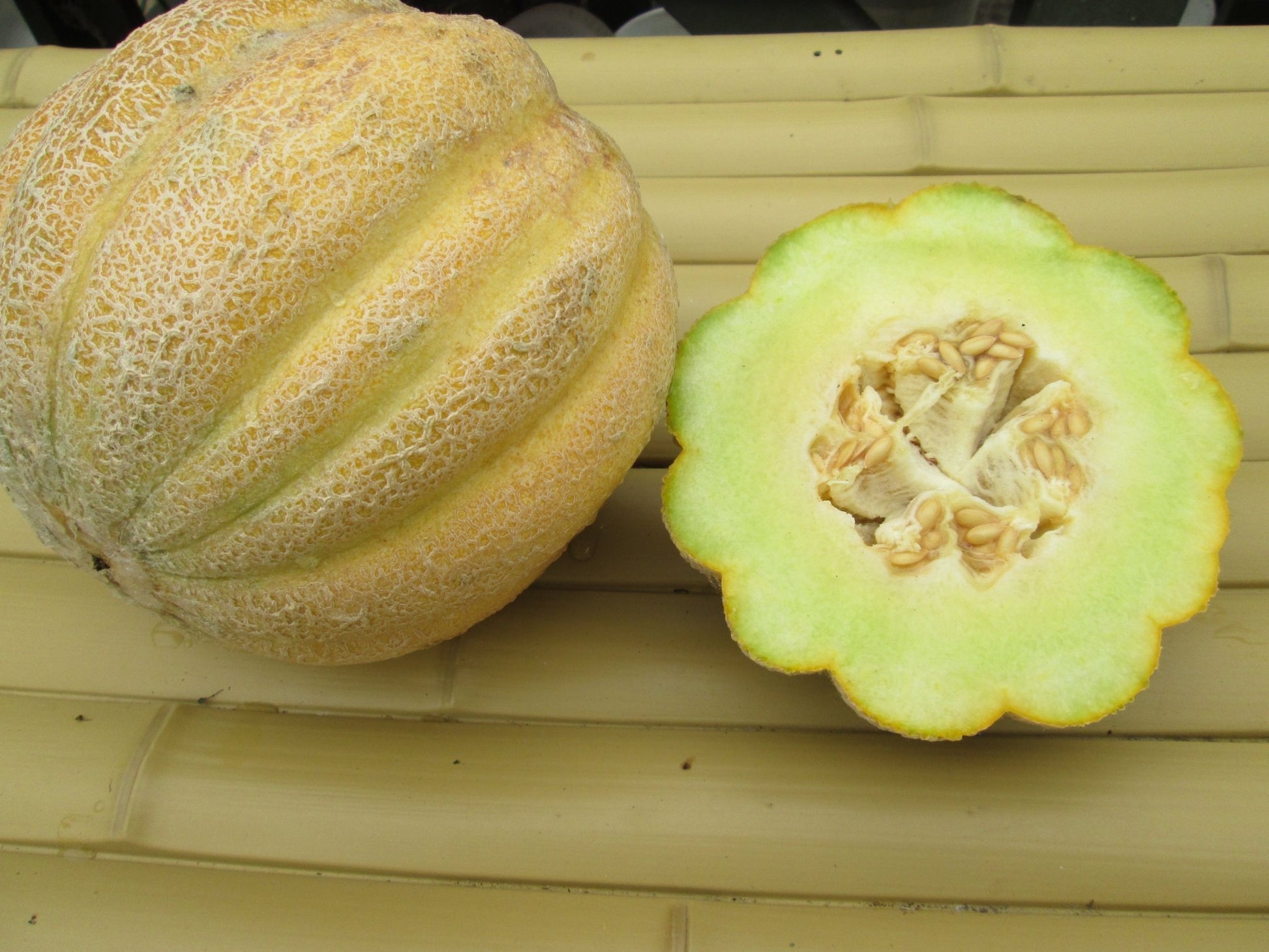 Montreal Melon - Organic - Greta's Family Gardens