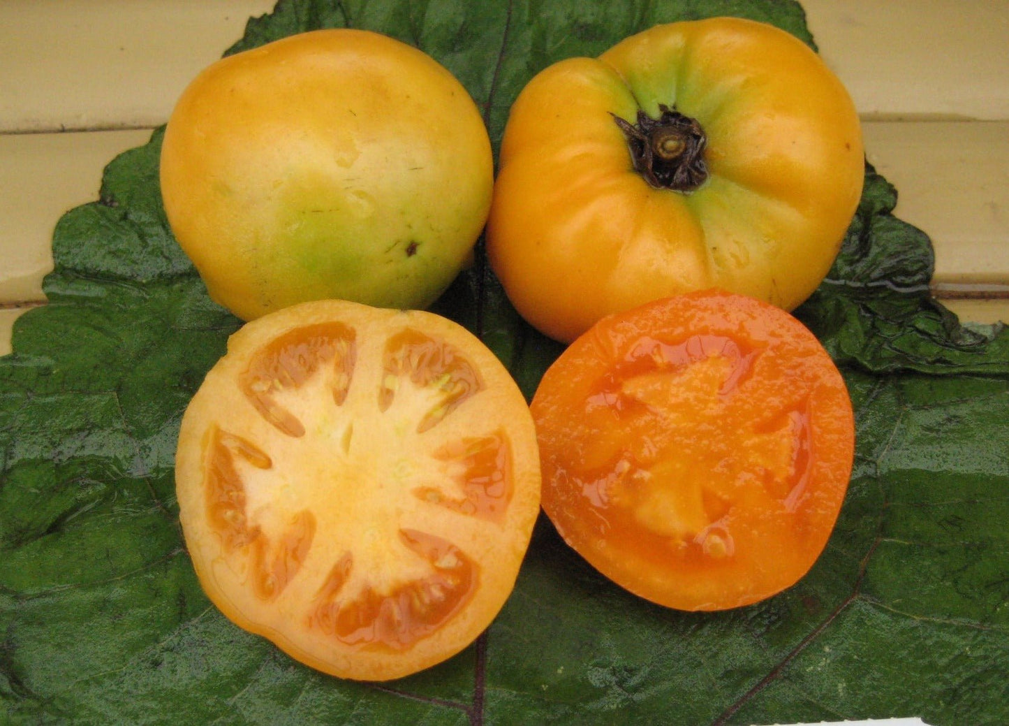 Moonglow Tomato - Organic - Greta's Family Gardens