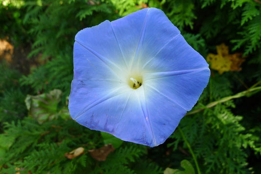 Morning glory Heavenly Blue - Greta's Family Gardens