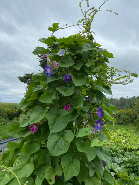 Morning Glory Mix - Greta's Family Gardens