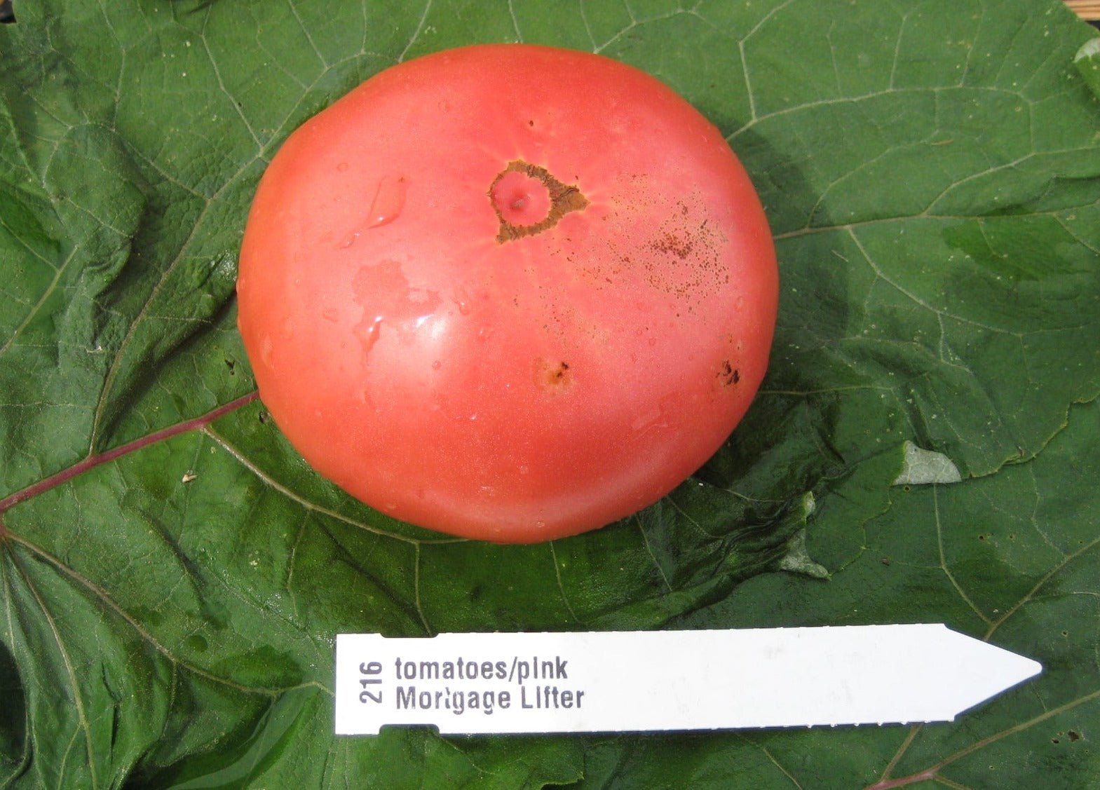 Mortgage Lifter Tomato - Organic - Greta's Family Gardens