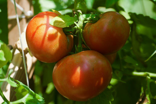 Mother Tomato - Organic - Greta's Family Gardens