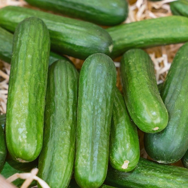 Muncher Cucumber - Greta's Family Gardens