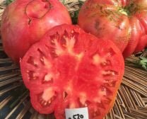 N J Standard Tomato - Organic - Greta's Family Gardens