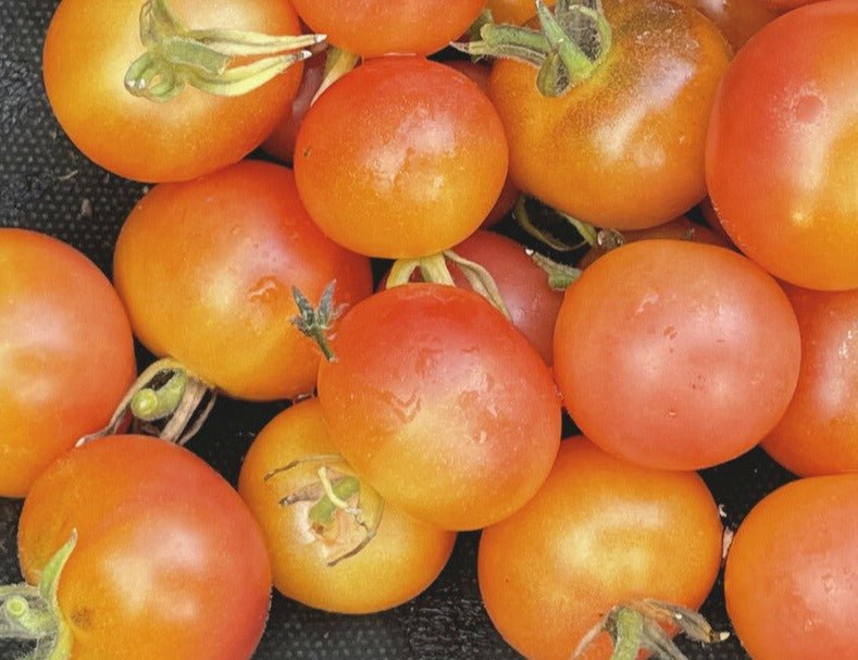 Napa Rose Tomato - Organic - Greta's Family Gardens