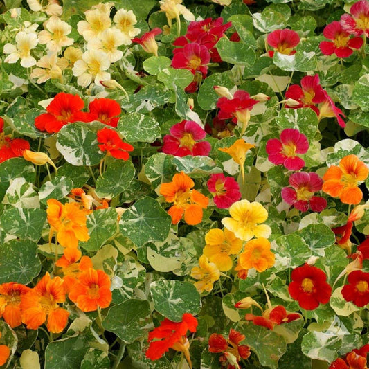 Nasturtium Alaska Mix - Greta's Family Gardens