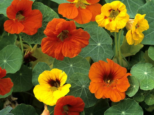 Nasturtium Blend - Organic - Greta's Family Gardens