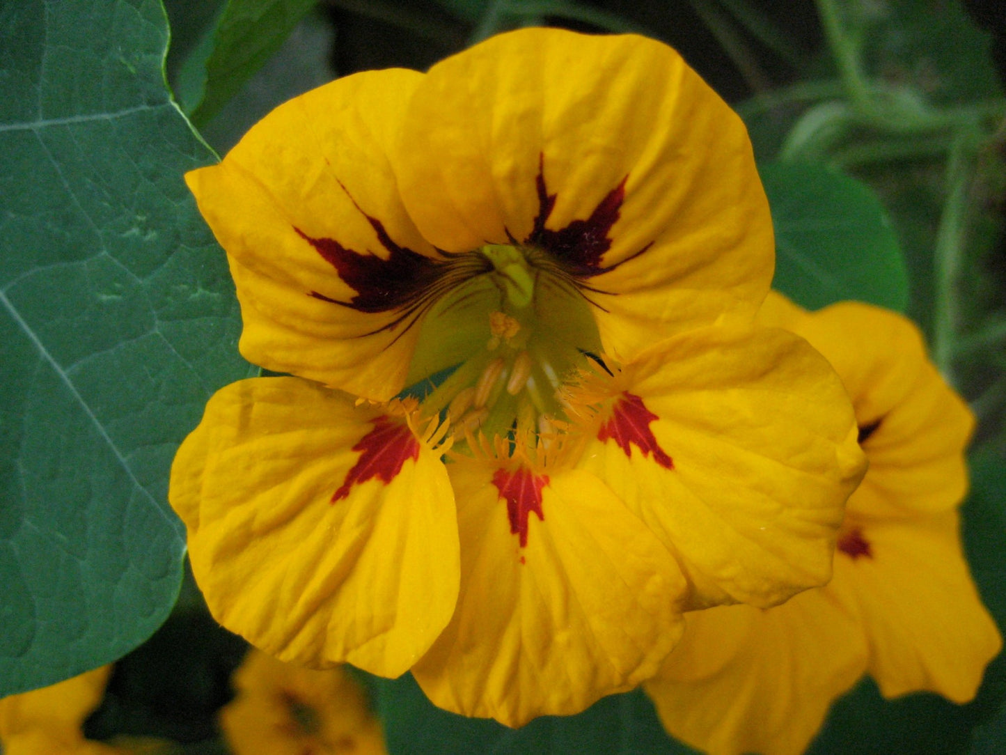 Nasturtium Jewel - Greta's Family Gardens