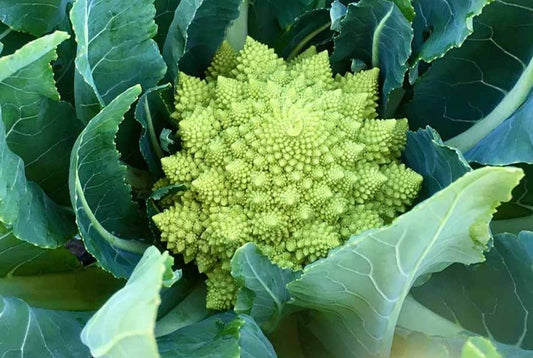 Natalino Romanesco Broccoli - Greta's Family Gardens