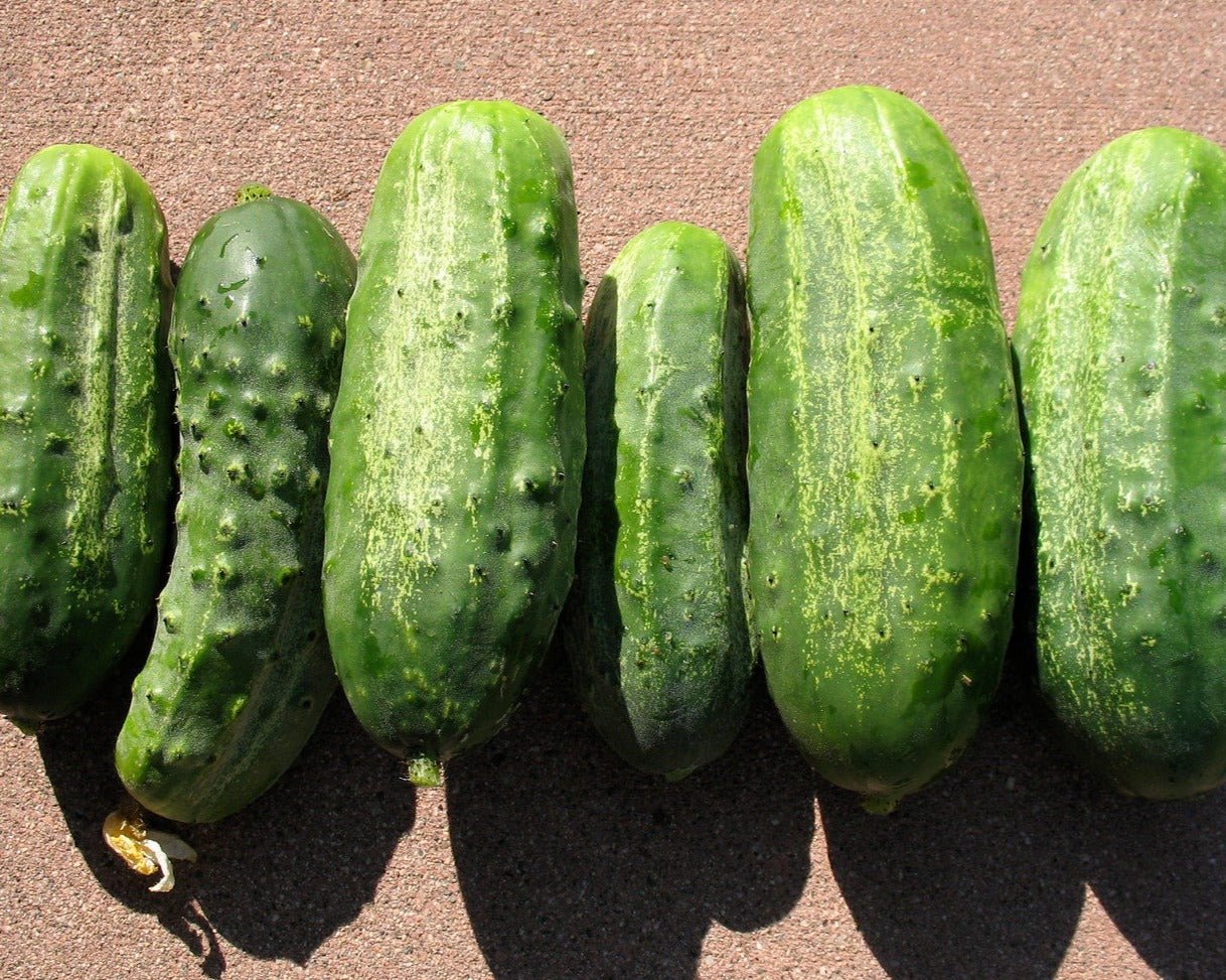 National Pickling Cucumber - Organic - Greta's Family Gardens