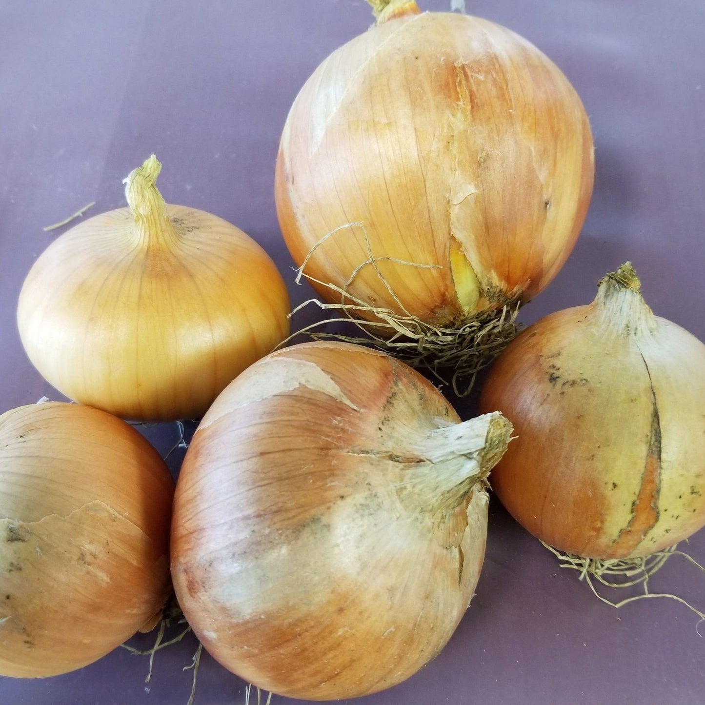 New York Early Onions - Organic - Greta's Family Gardens