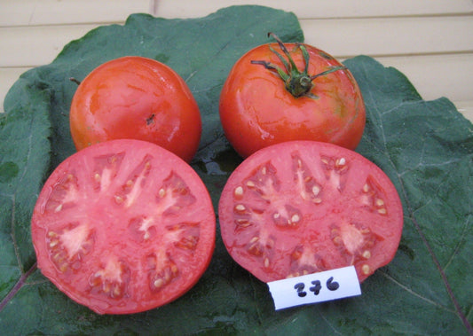 New Yorker Tomato - Organic - Greta's Family Gardens