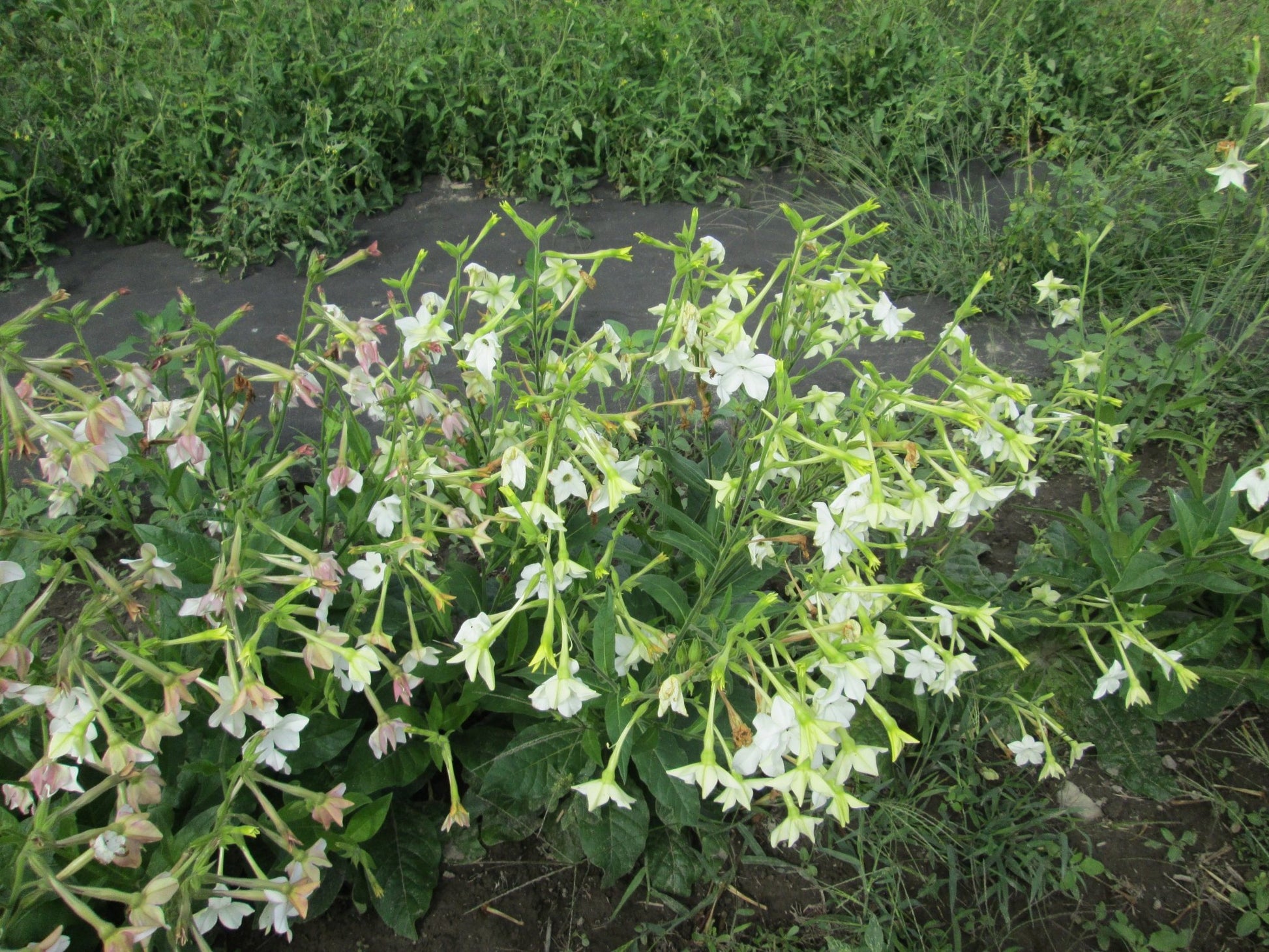 Nicotiana Aztec flower - Greta's Family Gardens