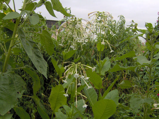 Nicotiana, Only the Lonely flower - Greta's Family Gardens