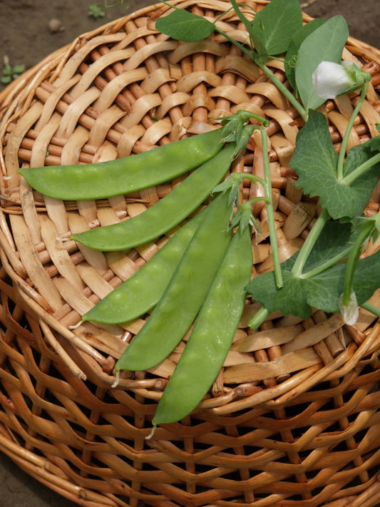 Norli Peas - Organic - Greta's Family Gardens