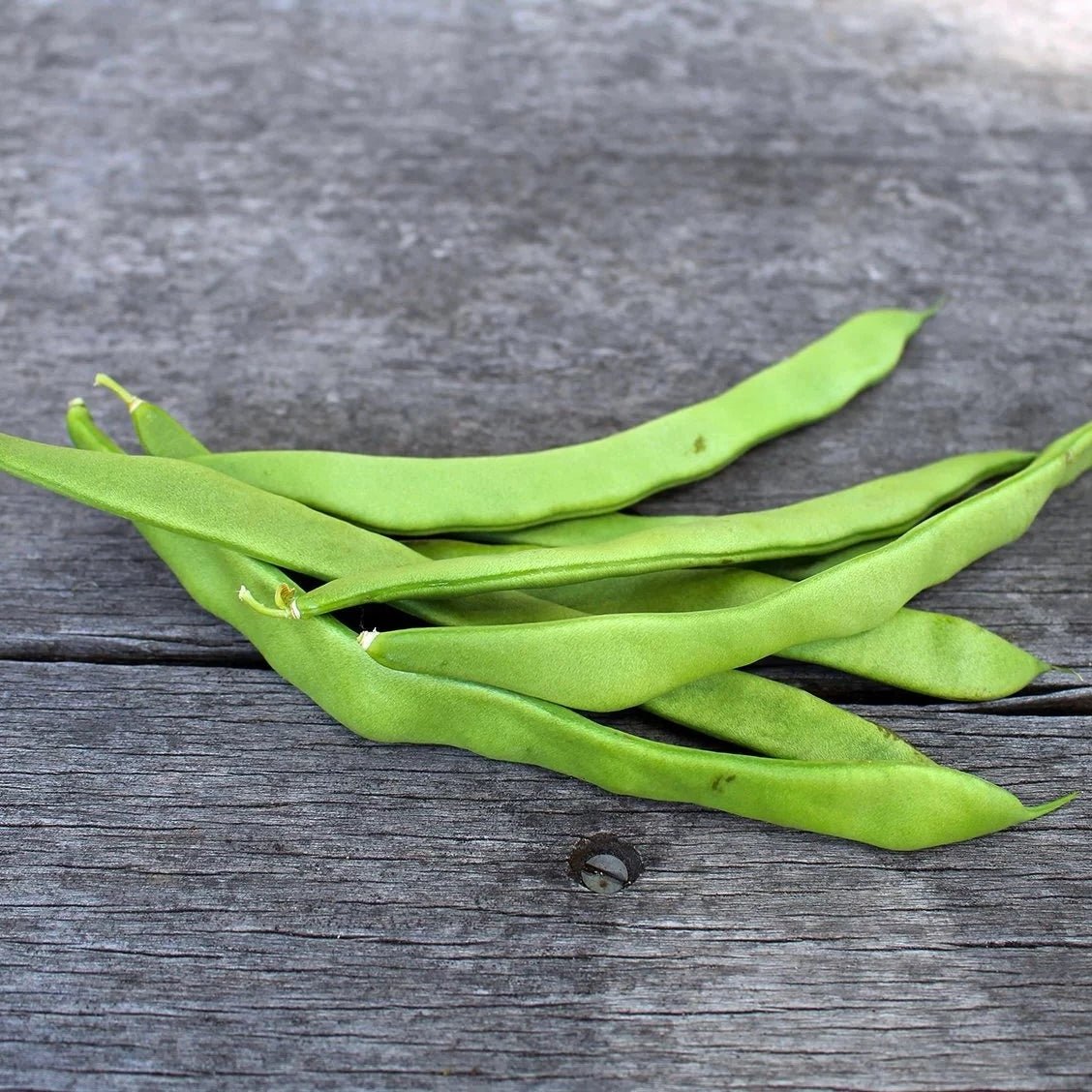 Northeaster Pole beans - Organic - Greta's Family Gardens