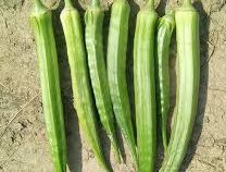 Okra Burmese - Organic - Greta's Family Gardens