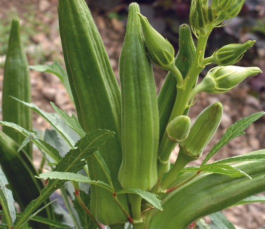 Okra Cajun Jewel - Organic - Greta's Family Gardens