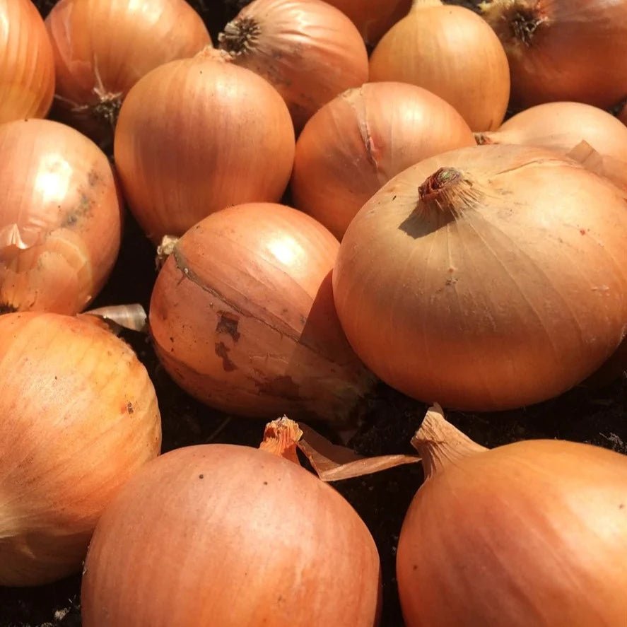 Onion Dakota Tears - Organic - Greta's Family Gardens