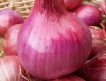 Onion Red Savonese - Organic - Greta's Family Gardens