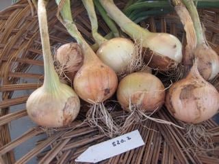 Onions Ailsa Craig - Greta's Family Gardens