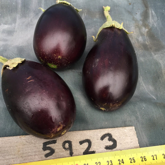 Open Ophelia Eggplant - Organic - Greta's Family Gardens