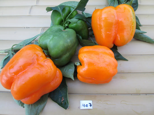 Orange Bell Pepper - Greta's Family Gardens