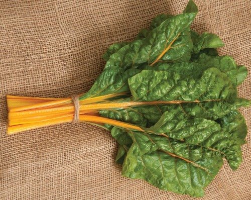 Orange Chard - Greta's Family Gardens