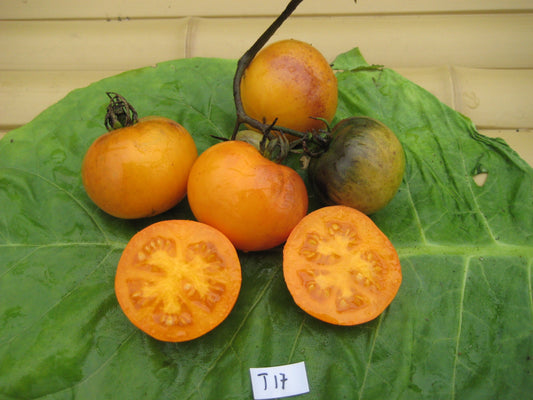 Orange Flesh, Purple Smudge Tomato - Organic - Greta's Family Gardens