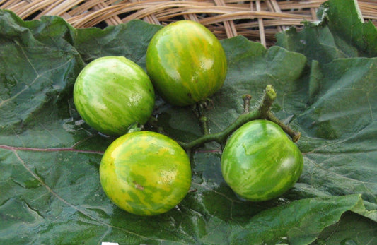 Orange - Green Zebra Tomato - Organic - Greta's Family Gardens