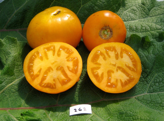 Orange Strawberry Tomato - Organic - Greta's Family Gardens